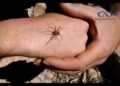 No vemos a las arañas más venenosas hasta que nos pican: SIFSA No vemos a las arañas más venenosas hasta que nos pican: SIFSA