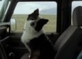 Llega a cines mexicanos La perrita que ganó en Cannes y ‘El amor que permanece’ Llega a cines mexicanos La perrita que ganó en Cannes y ‘El amor que permanece’