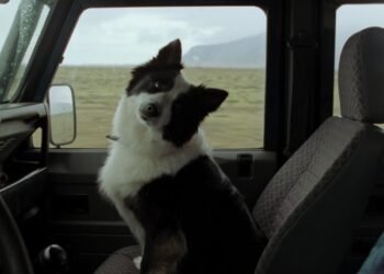 Llega a cines mexicanos La perrita que ganó en Cannes y ‘El amor que permanece’ Llega a cines mexicanos La perrita que ganó en Cannes y ‘El amor que permanece’