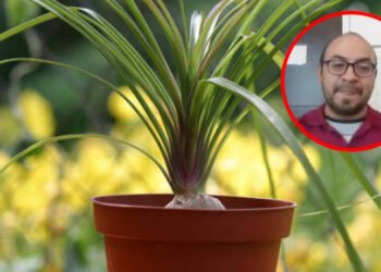Planta pata de elefante: tenerla sin acreditar su origen podría traer problemas legales