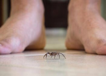 ¿Por qué no debes pisar las arañas que encuentres en casa? Expertos explican los riesgos