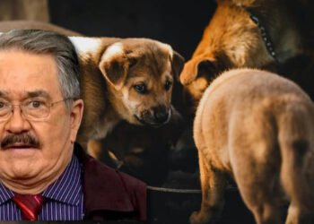 Restaurante pet friendly veta a Pedro Sola tras polémica por comentarios sobre perros Restaurante pet friendly veta a Pedro Sola tras polémica por comentarios sobre perros