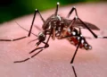 Informa SIFSA los animales más letales del mundo y en México