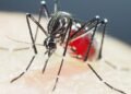 Recomiendan qué hacer ante el mosquito que resistente a insecticidas Recomiendan qué hacer ante el mosquito que resistente a insecticidas