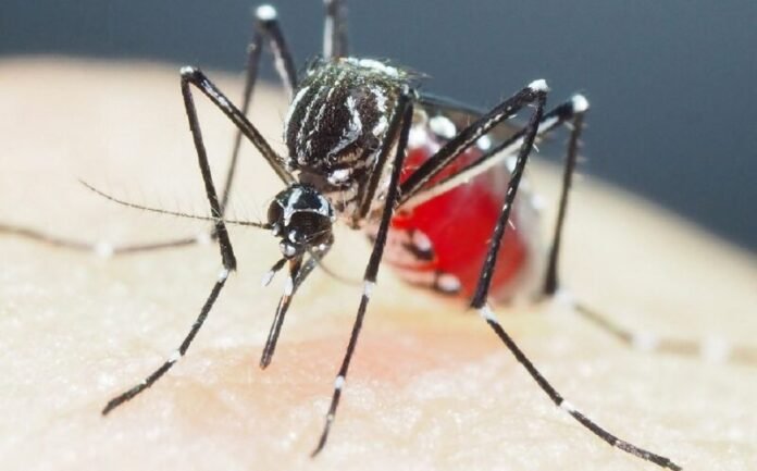 Recomiendan qué hacer ante el mosquito que resistente a insecticidas