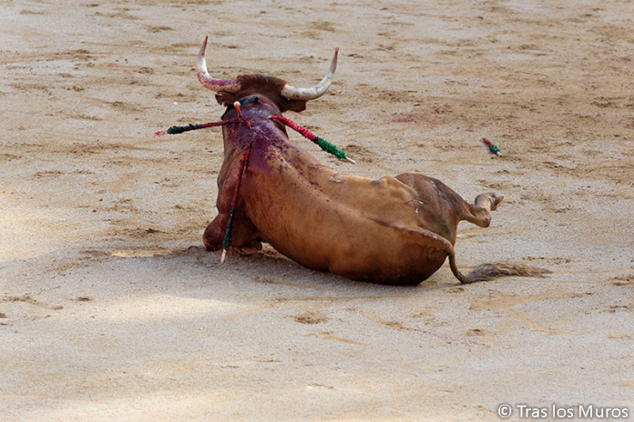 Dictan jueces en Yucatán que las corridas no pueden implicar violencia contra los toros