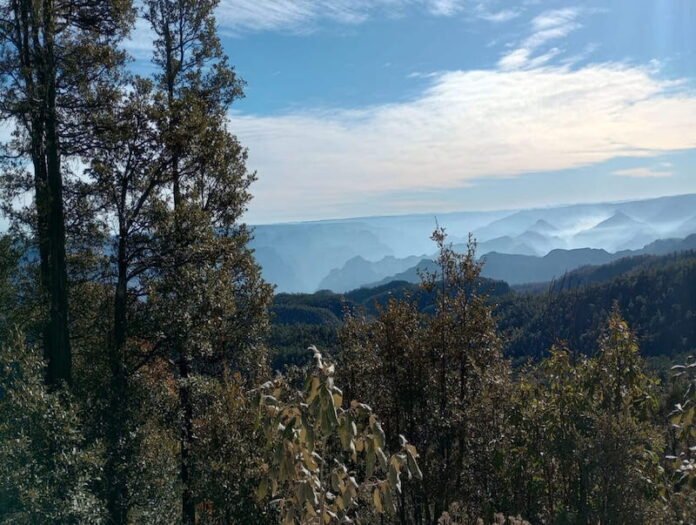 Fuerzas de seguridad golpean infraestructura ligada al narcotráfico en la Sierra Tarahumara