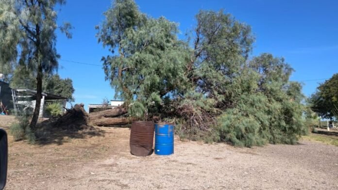 Lluvias dejan árboles caídos e inundaciones en tres municipios