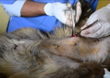 Piden incluir esterilización obligatoria en reglamento de bienestar animal de Juárez Piden incluir esterilización obligatoria en reglamento de bienestar animal de Juárez