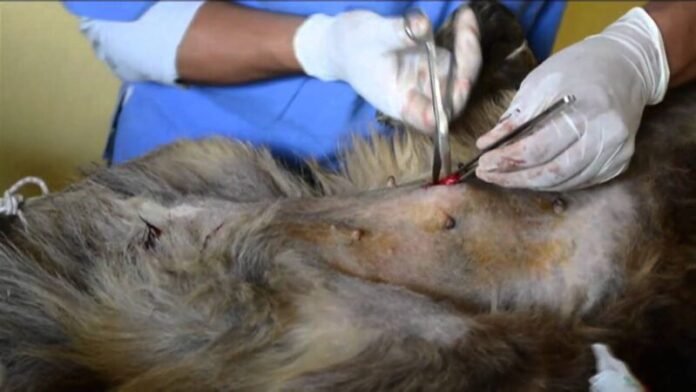 Piden incluir esterilización obligatoria en reglamento de bienestar animal de Juárez