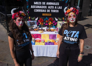 Tijuana da un paso histórico para los animales al poner fin definitivo a las corridas de toros Tijuana da un paso histórico para los animales al poner fin definitivo a las corridas de toros