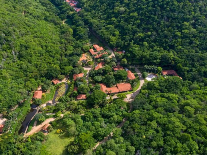 De rancho ganadero a bosque: plantaron millones de árboles y recuperaron un ecosistema en Brasil