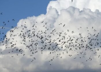 UACH y Pronatura Noreste unen esfuerzos para conservar murciélagos en Chihuahua UACH y Pronatura Noreste unen esfuerzos para conservar murciélagos en Chihuahua