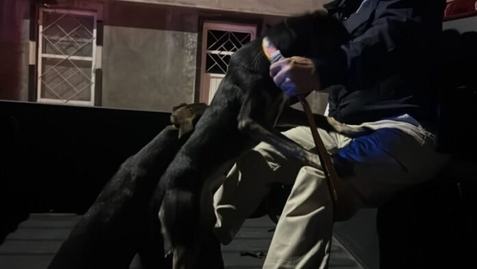 Rescatan dos perros víctimas de maltrato en Parral