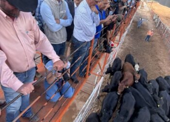 Chihuahua reanuda exportación de ganado a Estados Unidos Chihuahua reanuda exportación de ganado a Estados Unidos