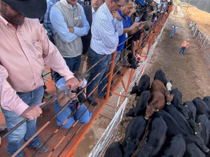 Chihuahua reanuda exportación de ganado a Estados Unidos