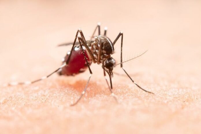 Reitera Salud la importancia de eliminar agua acumulada para prevenir el dengue