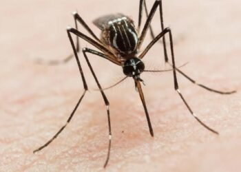 Unidades móviles y vectores atienden sospechas de dengue en la Sierra Tarahumara: Salud Unidades móviles y vectores atienden sospechas de dengue en la Sierra Tarahumara: Salud
