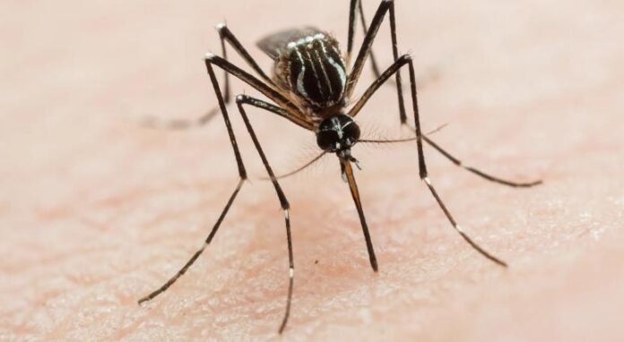 Unidades móviles y vectores atienden sospechas de dengue en la Sierra Tarahumara: Salud