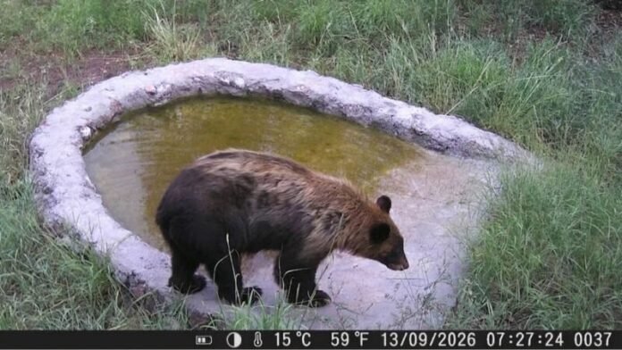 Captan a oso negro en bebedero de la Reserva de la Biósfera de Janos