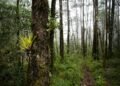 Tecnología y carbono: OpenForests digitaliza el carbono de la Sierra Gorda Tecnología y carbono: OpenForests digitaliza el carbono de la Sierra Gorda