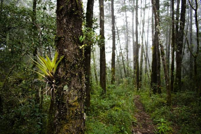 Tecnología y carbono: OpenForests digitaliza el carbono de la Sierra Gorda