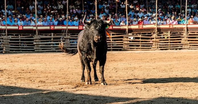 Denuncia PETA y Animal Héroes amenazas tras impugnar corridas de toros en tribunales