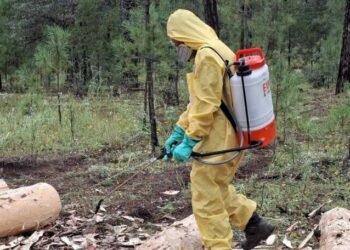 Combaten plaga de gusano descortezador en Guachochi Combaten plaga de gusano descortezador en Guachochi