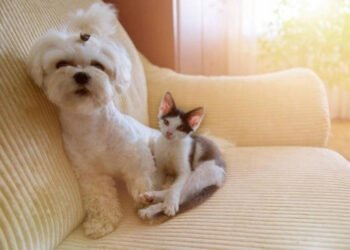 Nueva ley endurece las reglas para criar perros y gatos sin registro oficial Nueva ley endurece las reglas para criar perros y gatos sin registro oficial