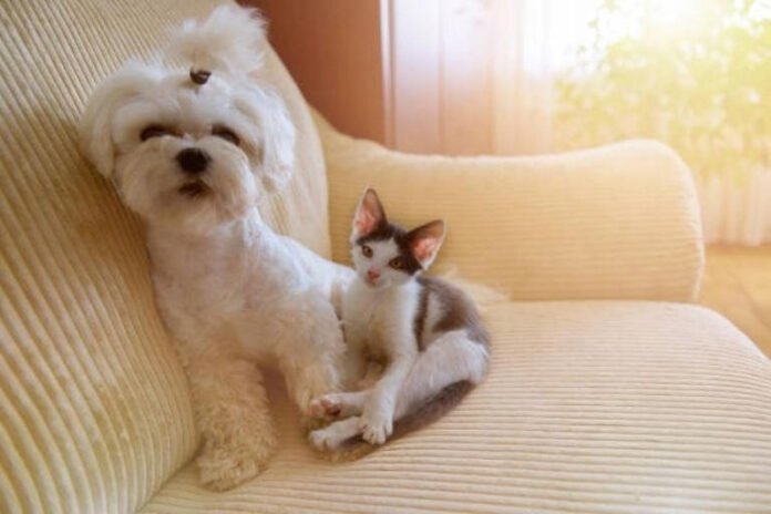 Nueva ley endurece las reglas para criar perros y gatos sin registro oficial