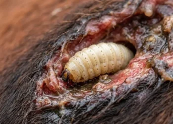 Chihuahua acumula 371 casos de gusano barrenador en cinco especies Chihuahua acumula 371 casos de gusano barrenador en cinco especies
