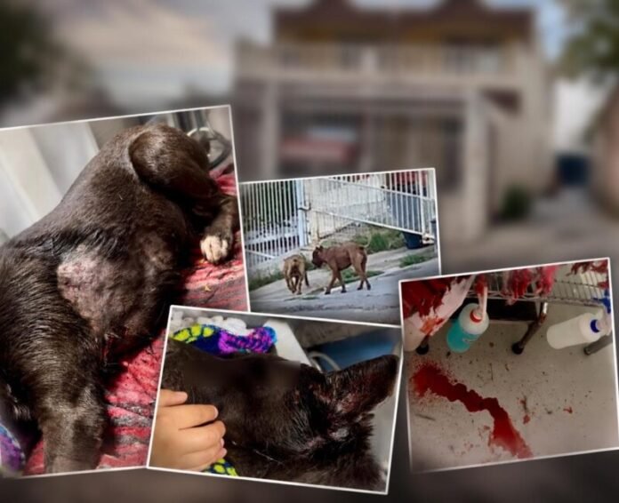 Denuncian jauría de pitbulls en San Rafael; “estan entrenados para matar” afirma la dueña