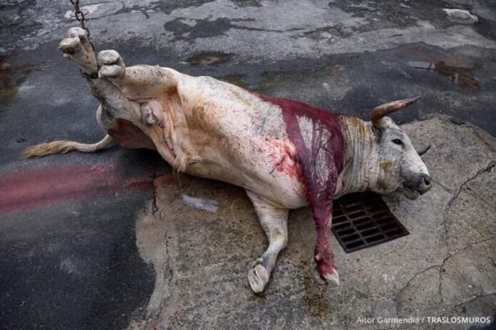 «La tauromaquia es pecado»: PETA Latino y ANIMAL HEROES piden al arzobispo que la Iglesia se pronuncie contra las crueles corridas de toros