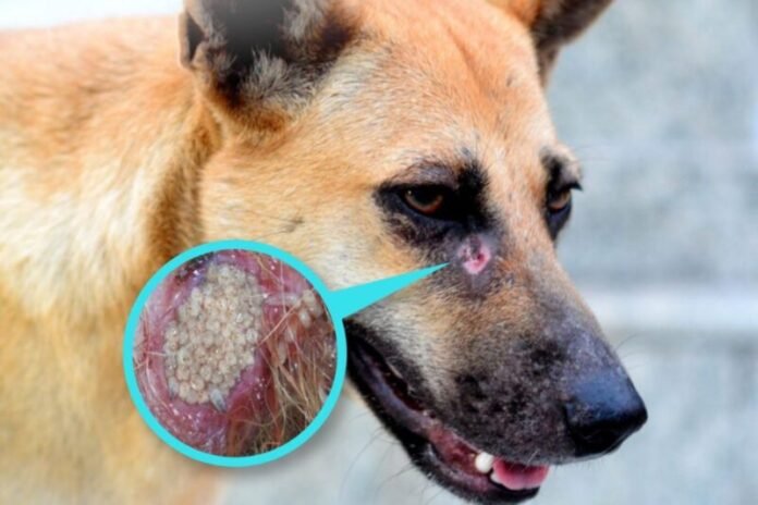 Reportan 16 casos de gusano barrenador en perros de Chihuahua