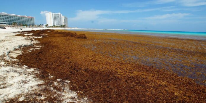 Sargazo genera pérdidas de 11 mil 500 millones de dólares en Quintana Roo